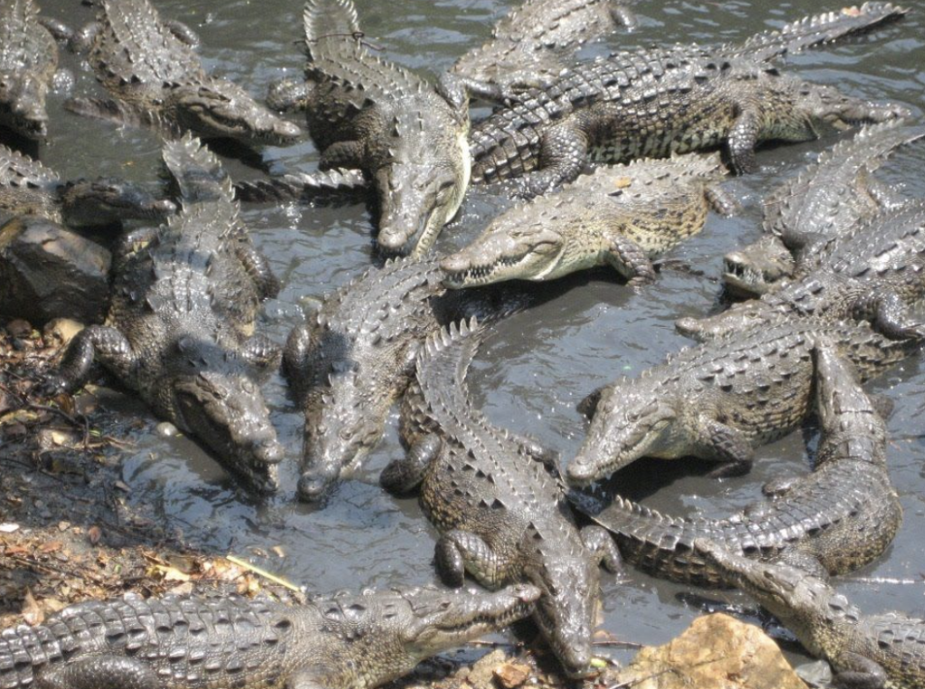 Don't Go Into the Swamp: Crocodiles and the Japanese Type 99 Rifle
