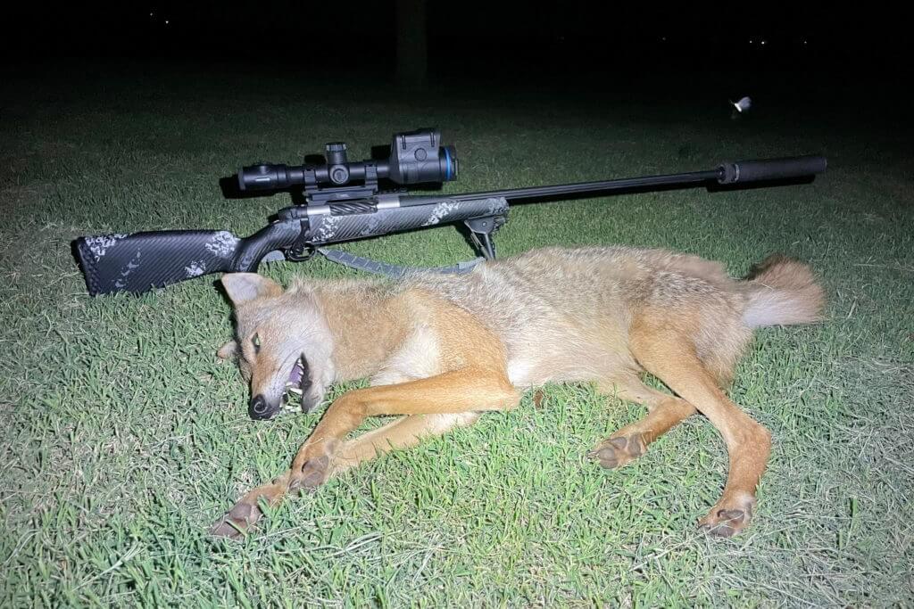 Weatherby Ultralight Mark V Backcountry 2.0 TI with coyote at night