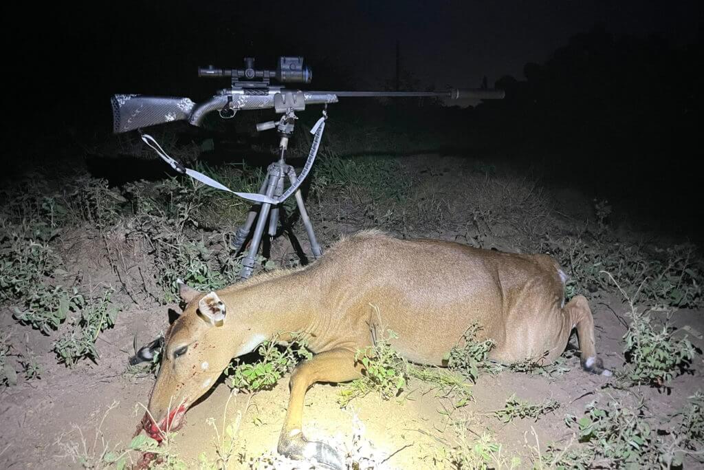 Weatherby Ultralight Mark V Backcountry 2.0 TI at night on tripod with deer