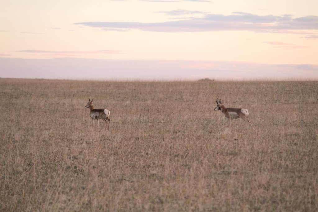 Go Ahead, Decoy That Pronghorn!