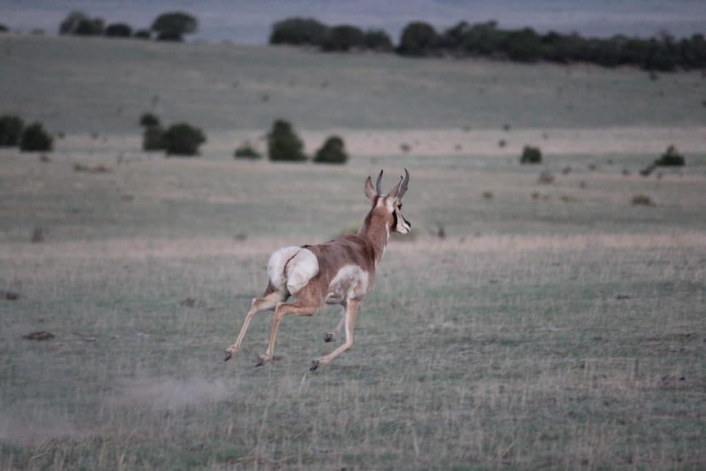 Go Ahead, Decoy That Pronghorn!